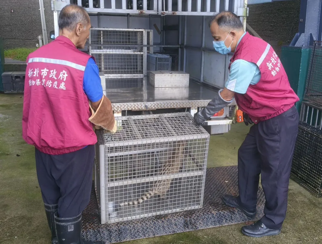 新北市動保處野生動物救傷收容中心安置入所。（圖／新北市動保處提供）