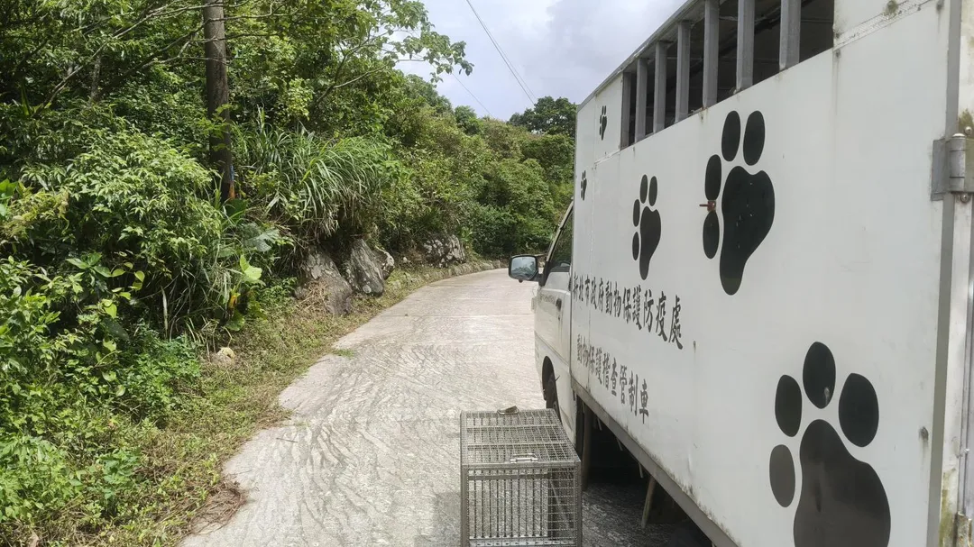 動保員將麝香貓帶回棲息地成功野放。（圖／新北市動保處提供）