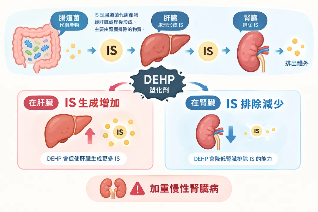 研究團隊觀察到，DEHP增加肝臟中與IS生成有關的酵素表現，並降低腎臟中協助IS排出的轉運蛋白表現，可能促使尿毒素累積。（示意圖／AI生成圖）