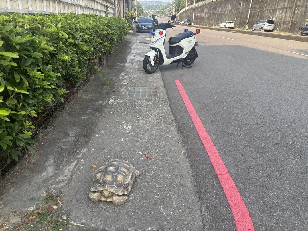 當時這隻蘇卡達象龜正往馬路移動,員警擔心其安危,馬上帶牠找家。(圖/翻攝畫面)