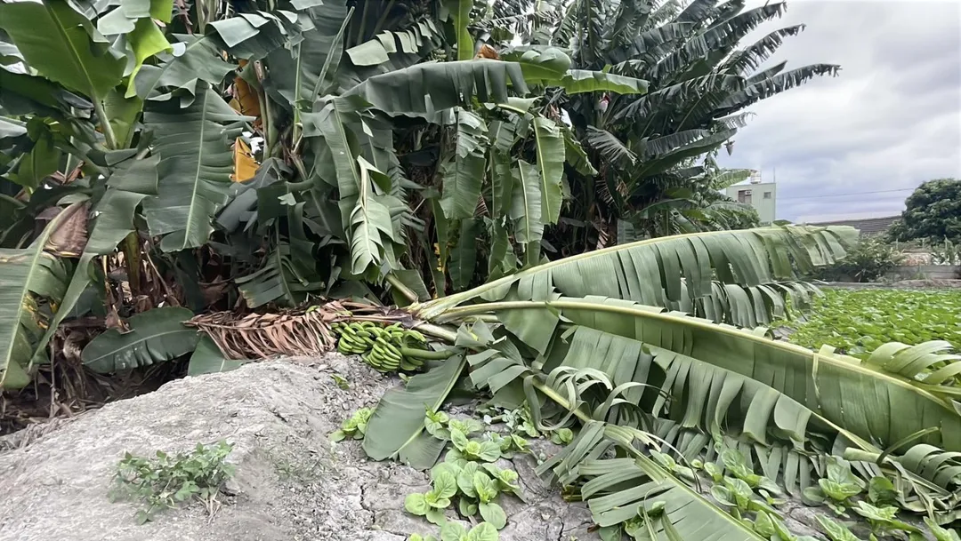 受薔琵颱風影響，雲林地區近日颳起強風吹倒果樹，農民緊急搶收。（圖／中天新聞）