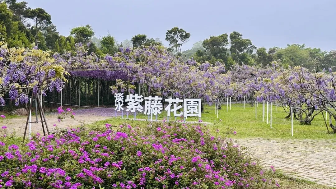 淡水知名景點「紫藤花園」將關閉。（圖／翻攝自IG@wisteria.tamsui）