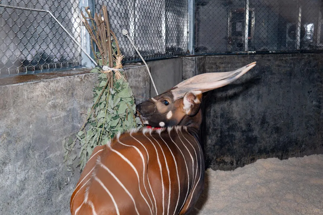 臺北市立動物園原有的山地斑哥條紋羚族群僅存雌性個體。（圖／北市立動物園提供）