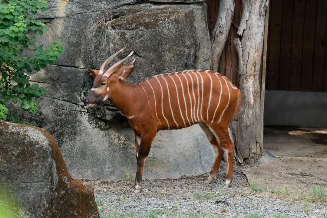 臺北市立動物園原有的山地斑哥條紋羚族群僅存雌性個體。（圖／北市立動物園提供）