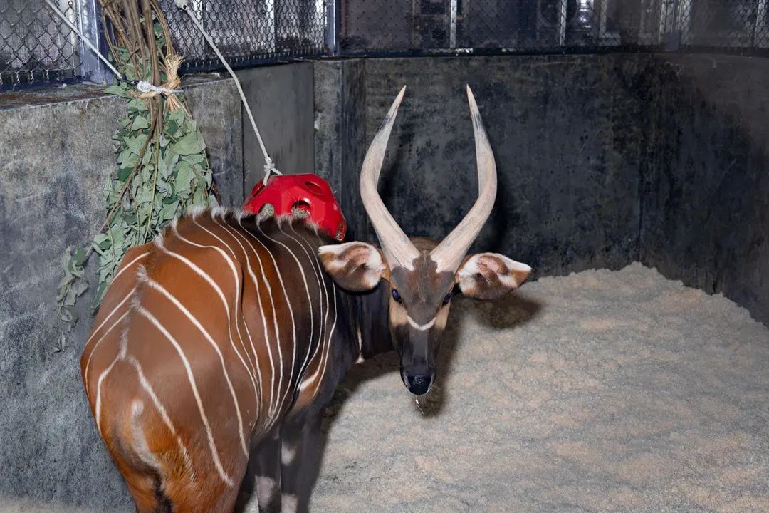 休士頓動物園調度年輕的雄性山地斑哥條紋羚Harris來臺，延續域外族群的基因多樣。（圖／北市立動物園提供）