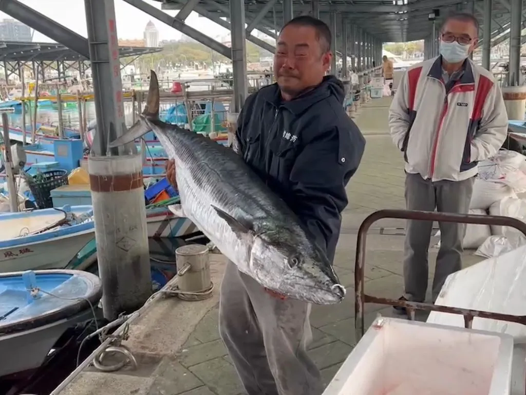 長約160公分、重36公斤的土魠魚寫下安平漁港的歷史紀錄。（圖／中天新聞）