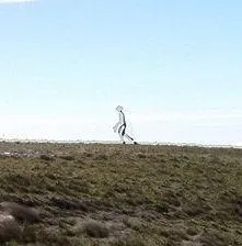 陳詠鍠拍到的「外星人」畫面。(圖/翻攝台灣飛碟學會─UFO-外星人粉專)