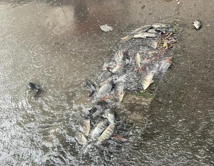 豪雨狂炸苗栗!水退驚見成群「吳郭魚」仆街 網笑:準備報恩了