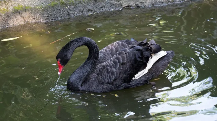 招募「黑天鵝照護員」時薪600！　動物園急澄清：非官方發布