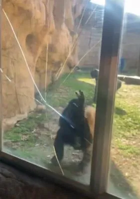 美國動物園一隻倭黑猩猩突然猛力撞擊玻璃,留下長長裂痕。(圖/翻攝自X)