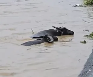 西南氣流豪大雨造成多地災情，新竹竹北的豆子埔溪26日出現2頭水牛受困溪床的緊急事件。（圖／Threads@chen_11017授權提供）