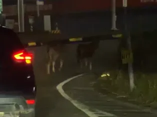 屏東縣潮州鎮台一線潮州大橋附近驚傳牛群闖入車道。(圖/翻攝自Threads)