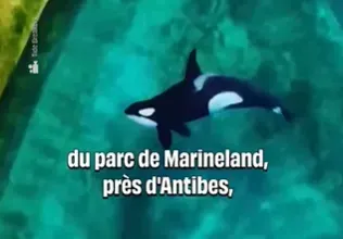 法國一間水族館關閉後，2頭虎鯨與12隻寬吻海豚仍被困在廢棄的設施中，生活環境日益惡化。（圖／翻攝自X）