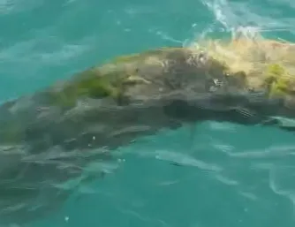 一根巨大樹木狀障礙物竟直接卡在日月潭大竹湖水域中央。（圖／翻攝自臉書／日月潭一等高，下同）