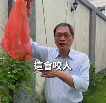 蘇清泉在家中捕捉到綠鬣蜥,並感到非常訝異。(圖/翻攝蘇清泉臉書)