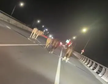 屏東有一輛汽車駕駛行經潮州大橋時，突然遭遇4隻牛隻闖入車道，造成車輛被迫停下。（圖／社群粉專「爆料公社」）