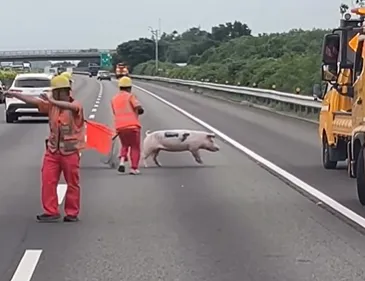 國道1號北上212.7公里驚見豬隻掉落車道,現場狂奔亂竄,警方及工務段合力處理。(圖/翻攝畫面)