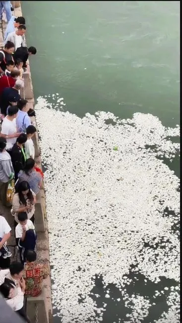 四川宜賓合江門有大批遊客購買大量白饅頭餵魚。(圖/翻攝微博)