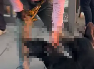 苗栗縣竹南鎮龍鳳漁港日前發生虐狗案件,一隻黑色米克斯犬因靠近發情母狗而遭飼主暴力對待,引發網友撻伐。(圖/翻攝竹南大小事)