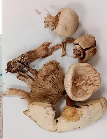 綠褶菇。（圖／台北榮總官網）