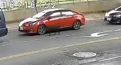狗狗在車子附近打轉。（圖／翻攝畫面）