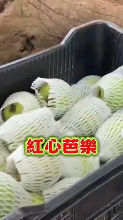 紅心芭樂在當地深受歡迎。（圖／賴清德IG）