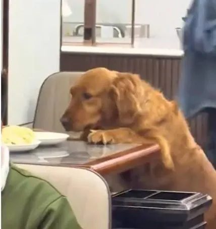 黃金獵犬趁著主人離座拿取醬料時,跳上桌子並在10秒之內吃完整盤水餃。(圖/翻攝自搜狐千里眼微博)