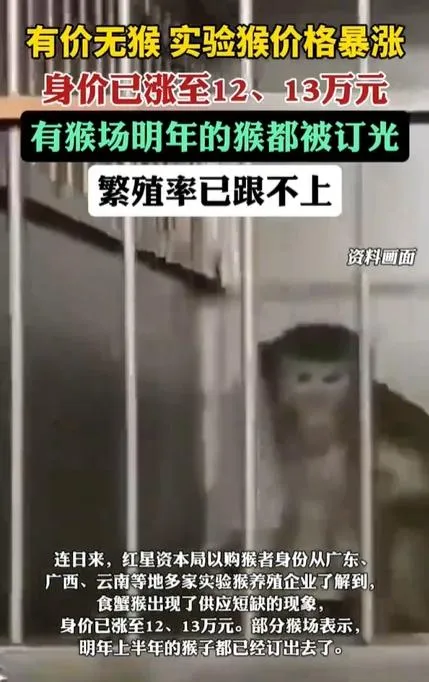 大陸實驗用食蟹猴價格持續攀升。（圖／翻攝《瀟湘晨報》）