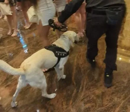 台中市警五分局臨檢酒店、KTV等場所，警犬「LaLa」與「Dottie」成焦點，穿梭嗅聞違禁品時萌翻全場，讓酒店小姐直呼「好可愛！」。（圖／翻攝畫面）