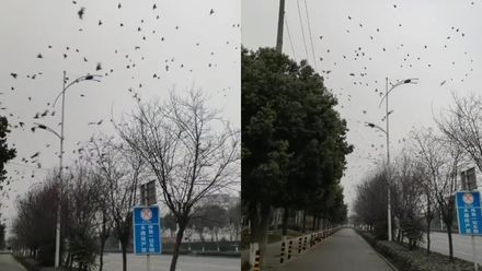 地震前兆？四川成都大量飛鳥「撞」樹　專家解釋來了