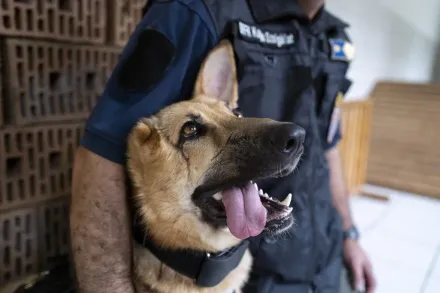 烏克蘭軍犬前線參戰重傷失去右耳下顎　傷癒後轉任警隊親善大使持續服務