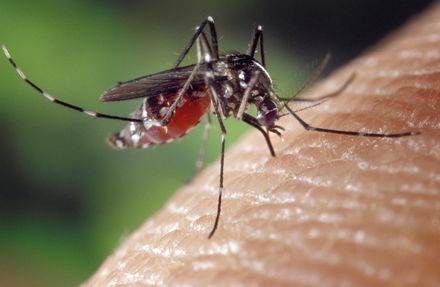 要全面消滅蚊子？ 蚊子是人類的敵人，但卻是多種小動物的衣食父母