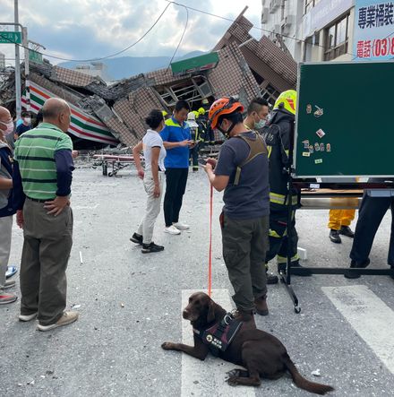 台東6.8強震／「Amei」即刻救援！新北消防局領犬員人犬恰好花蓮度假　直接就地支援ing