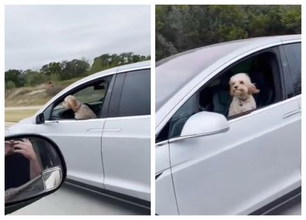 狗狗開車？特斯拉自駕「整車無人」…他嚇問：你主人呢？　荒唐奔馳畫面曝光