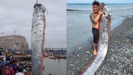 6月就預告台東強震！他海邊捕獲「6m巨型地震魚」　現蹤智利、日本…地牛就翻身