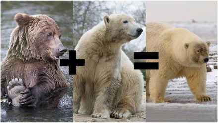 北極灰熊「未來數量可能激增」背後原因引恐慌！