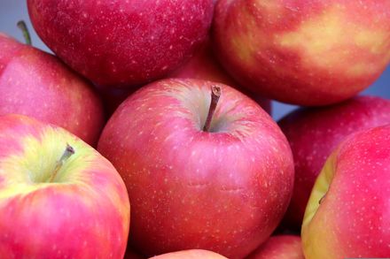 一天一蘋果！營養師：可助防癌、心血管疾病，連皮吃更營養！