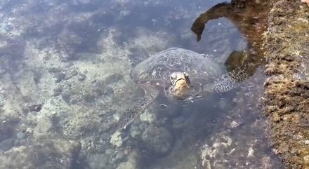綠島礁岩驚見受困綠蠵龜　海巡協助重返大海