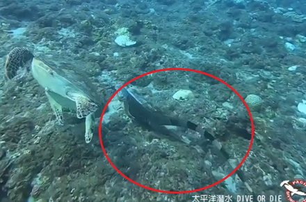 生態浩劫蔓延離島！「海底哥吉拉」現身小琉球　1m長與龜伴游…他嚇壞了