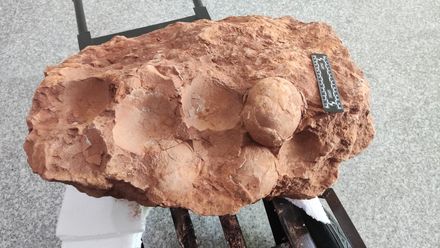 怪手司機挖出8000萬年前化石！3白堊紀「恐龍蛋」險遭埋