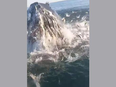 父子釣魚「遇到座頭鯨」！衝出水面「魚群狂噴」　驚險畫面曝光