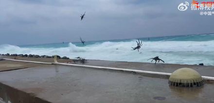 影/飛起來了！海南三沙螃蟹被尼莎颱風吹上碼頭　網友：吃貨DNA 啟動