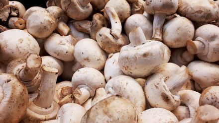 恐怖毒蘑菇！泰男路邊採蘑菇烤熟吃　中毒發病「不到1周」身亡