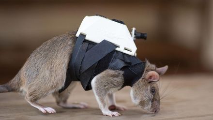 老鼠背包客投入訓練　為災區倖存者帶來一線「鼠」光！