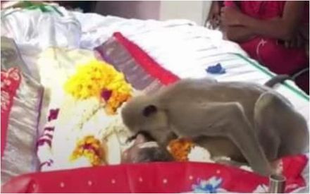 斯里蘭卡男子過世　葬禮上竟出現猴子來致哀