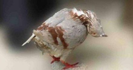 鴿子頭部反折180度「殭屍化」畫面曝　染這病毒原地狂打轉
