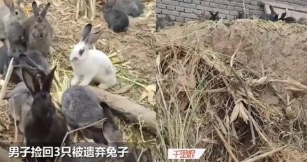 撿回3隻兔子…7個月後竟「繁殖近百隻」　她曝：本想養大吃了