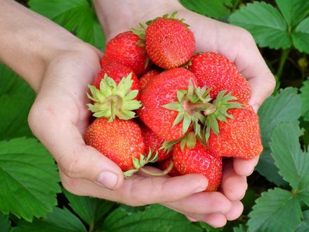 冬天到「草莓」就紅了！泌尿醫大讚4功效、防癌抗氧化還可減肥！