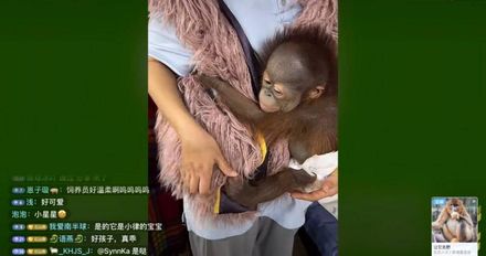 窮到得靠無尾熊、猩猩「賣萌」！南京動物園開直播認養籌逾千萬