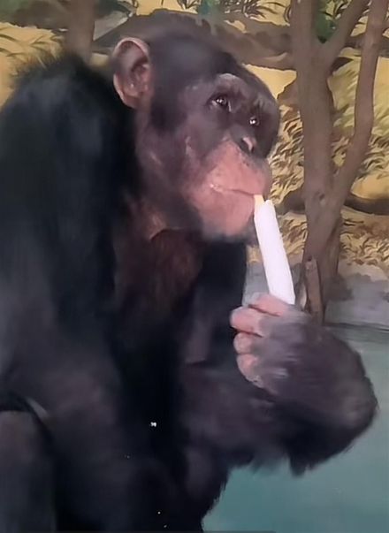 【影】入境隨俗？山東黑猩猩天天1根大蔥+4瓣蒜　園方：有助提高免疫力